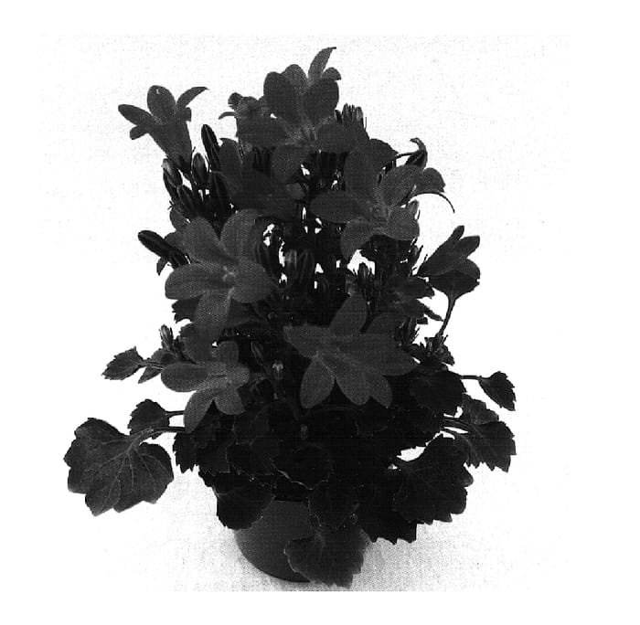 Figure 1 of US plant patent PP16031, the photograph of PKMp02 printed in the patent.