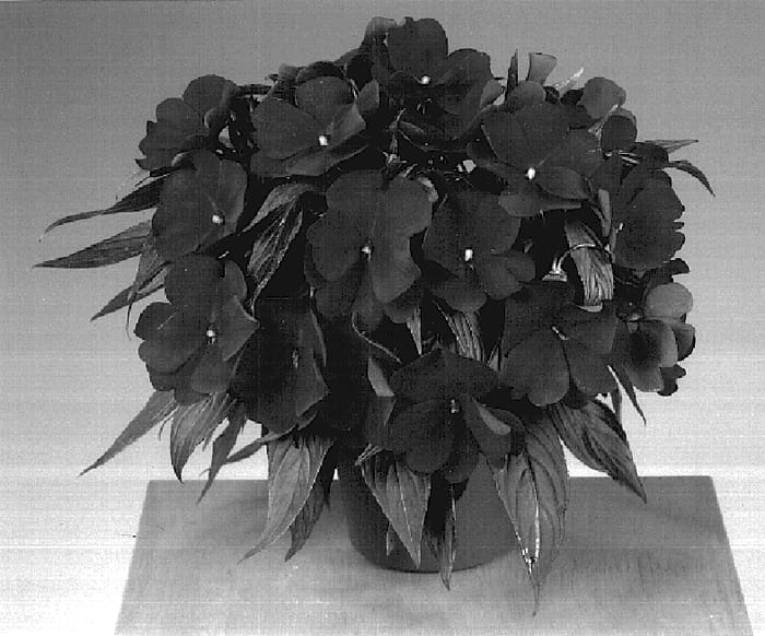 Figure 1 of US plant patent PP16032, the photograph of Fisupnic Burgy printed in the patent.