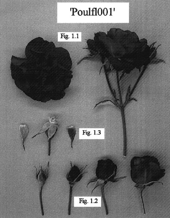 Figure 1 of US plant patent PP16033, the photograph of POULfl001 printed in the patent.