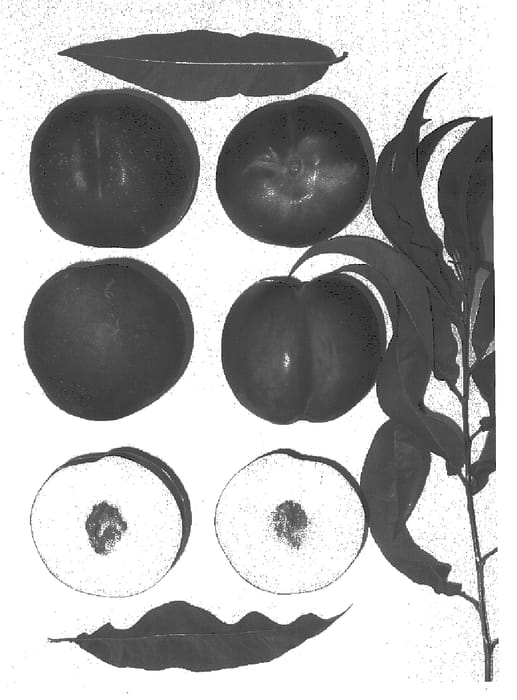 Figure 1 of US plant patent PP16034, the photograph of Spring Pearl printed in the patent.