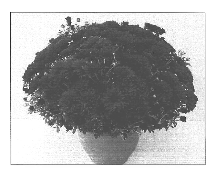 Figure 1 of US plant patent PP16035, the photograph of Jenny Wren Crimson printed in the patent.