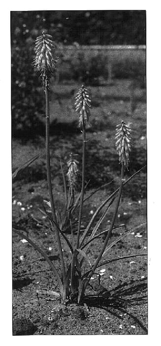 Figure 1 of US plant patent PP16036, the photograph of First Surprise printed in the patent.