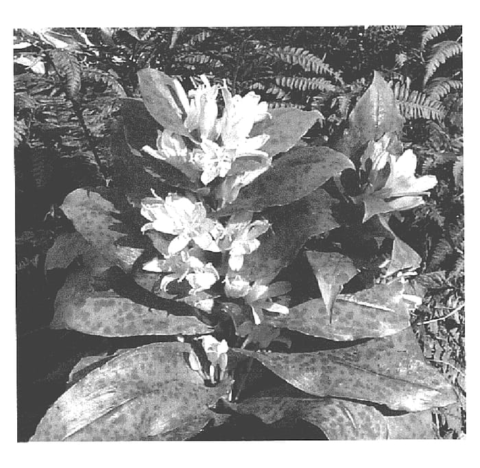 Figure 1 of US plant patent PP16037, the photograph of Moonlight Treasure printed in the patent.