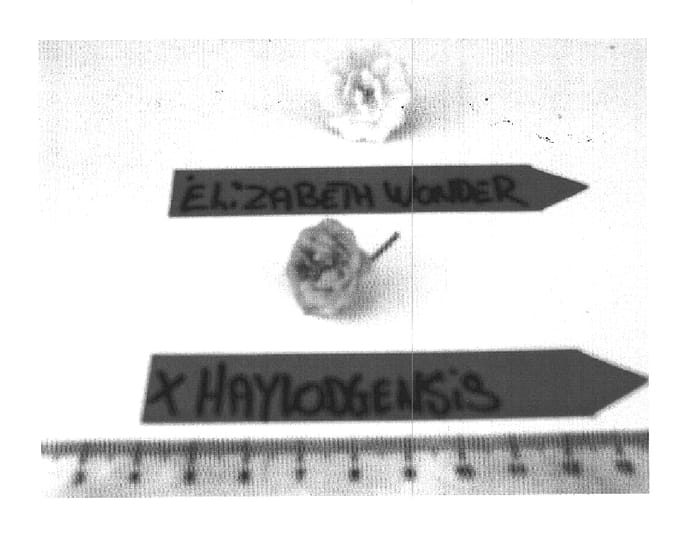 Figure 1 of US plant patent PP16038, the photograph of PKMh02 printed in the patent.