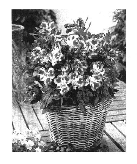 Figure 1 of US plant patent PP16039, the photograph of Zaprijul printed in the patent.