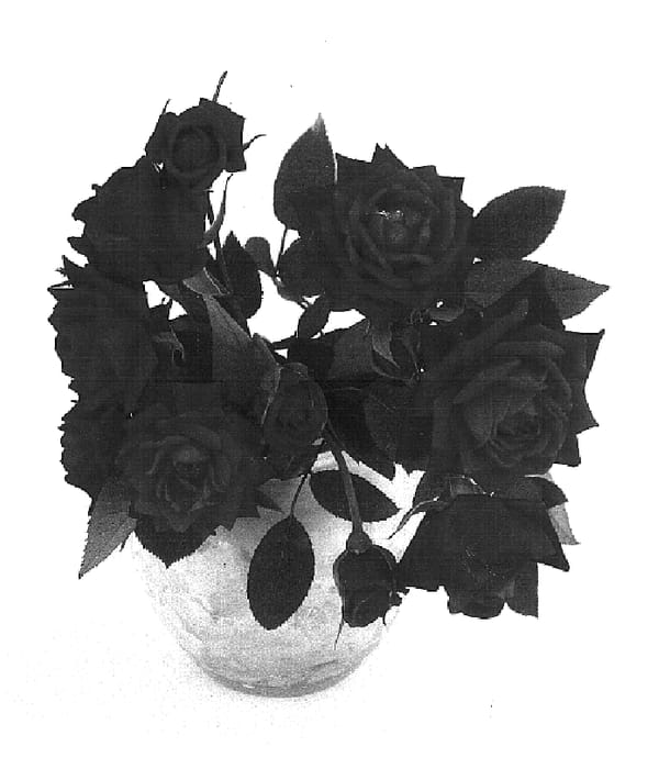Figure 1 of US plant patent PP16040, the photograph of SAVared printed in the patent.
