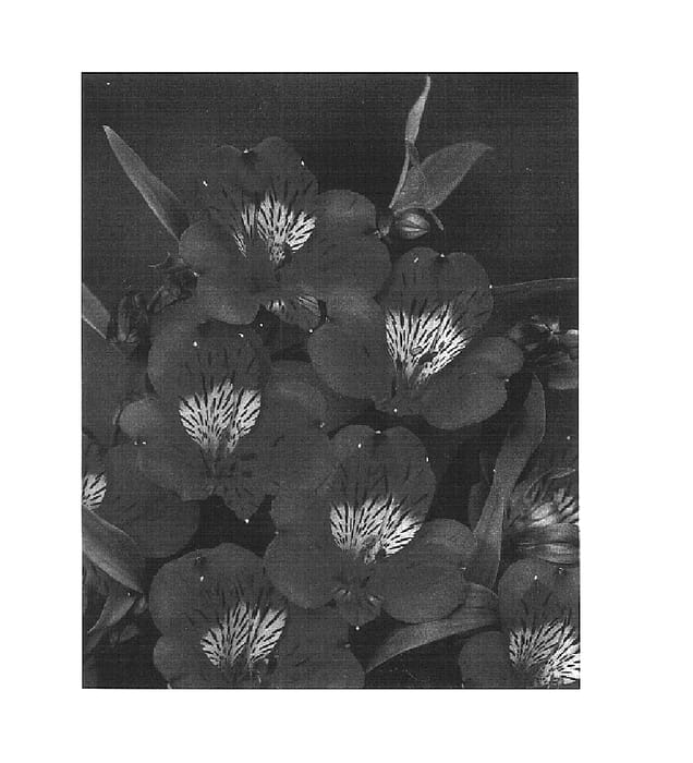 Figure 1 of US plant patent PP16041, the photograph of Zalsacrea printed in the patent.