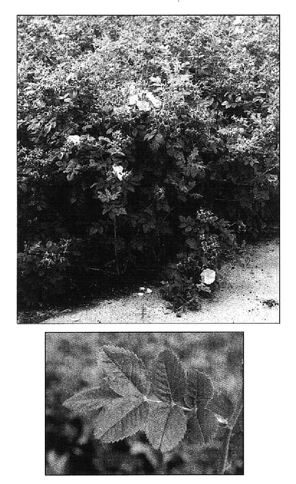 Figure 1 of US plant patent PP16042, the photograph of Kolgian printed in the patent.