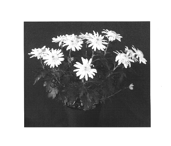 Figure 1 of US plant patent PP16043, the photograph of Yellow Yomankato printed in the patent.
