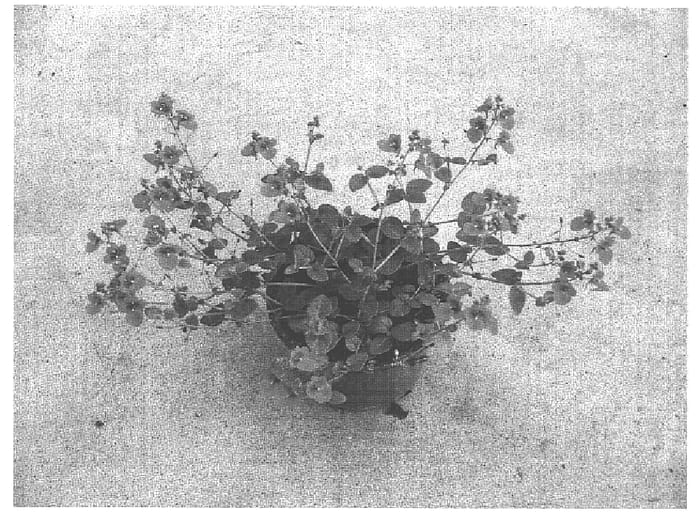 Figure 1 of US plant patent PP16044, the photograph of Sumdia 01 printed in the patent.