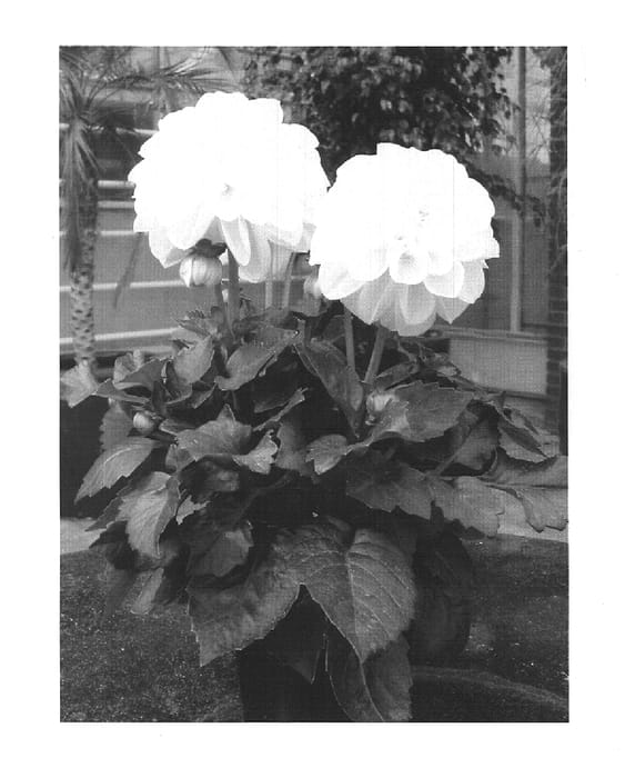 Figure 1 of US plant patent PP16045, the photograph of Cocos printed in the patent.
