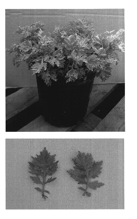 Figure 1 of US plant patent PP16046, the photograph of Golden Phoenix printed in the patent.