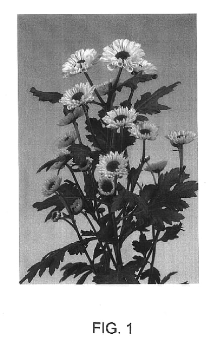 Figure 1 of US plant patent PP16047, the photograph of Cevyking Dark printed in the patent.