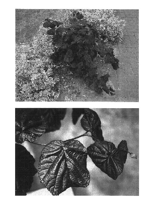 Figure 1 of US plant patent PP16048, the photograph of Red Majestic printed in the patent.
