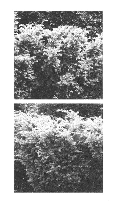 Figure 1 of US plant patent PP16049, the photograph of Geers printed in the patent.