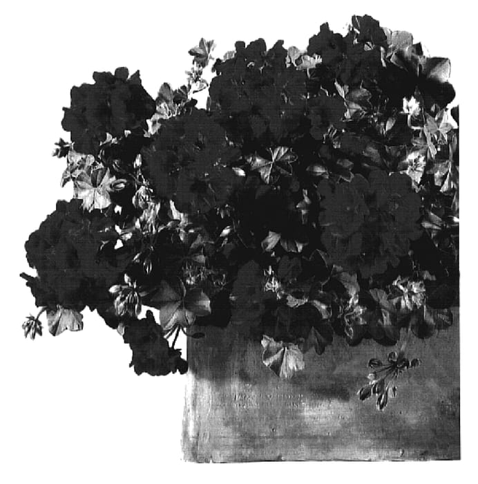 Figure 1 of US plant patent PP16050, the photograph of Genstared printed in the patent.