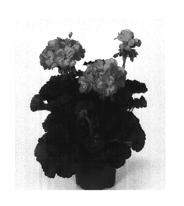 Figure 1 of US plant patent PP16051, the photograph of Fisum Dark Salmon printed in the patent.