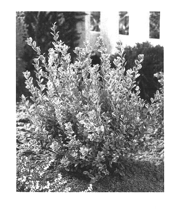 Figure 1 of US plant patent PP16052, the photograph of Peergold printed in the patent.
