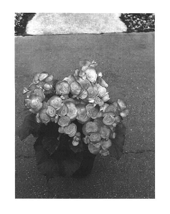 Figure 1 of US plant patent PP16053, the photograph of Bbeva printed in the patent.