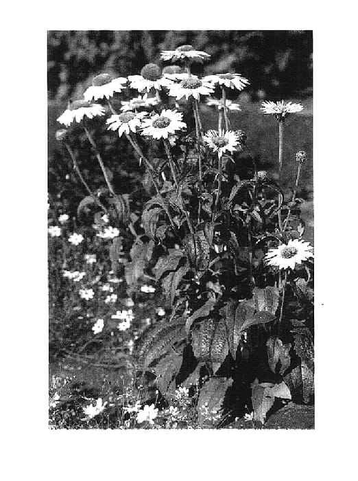 Figure 1 of US plant patent PP16054, the photograph of Fragrant Angel printed in the patent.