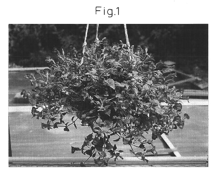 Figure 1 of US plant patent PP16055, the photograph of Sunrenilapa printed in the patent.