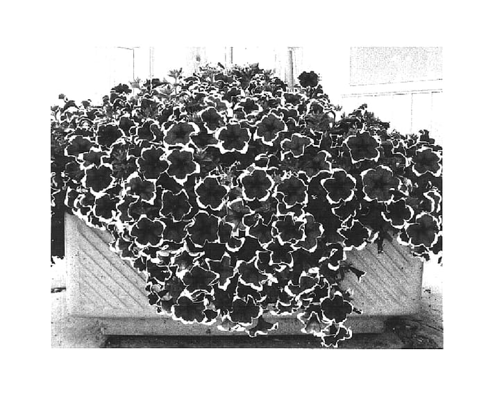 Figure 1 of US plant patent PP16057, the photograph of Wespeking printed in the patent.