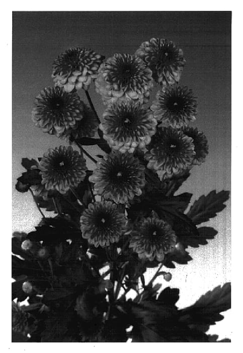 Figure 1 of US plant patent PP16058, the photograph of Lexy printed in the patent.