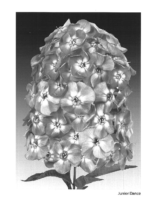 Figure 1 of US plant patent PP16059, the photograph of Junior Dance printed in the patent.