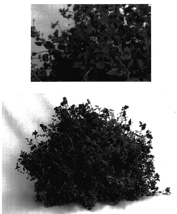 Figure 1 of US plant patent PP16060, the photograph of Codiusre printed in the patent.