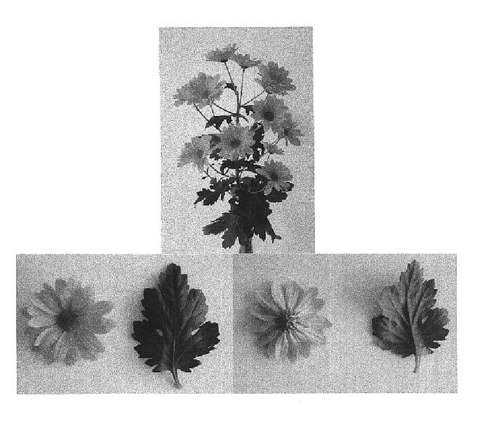Figure 1 of US plant patent PP16061, the photograph of DekLacetti printed in the patent.