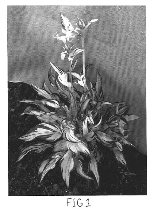 Figure 1 of US plant patent PP16062, the photograph of Fireworks printed in the patent.