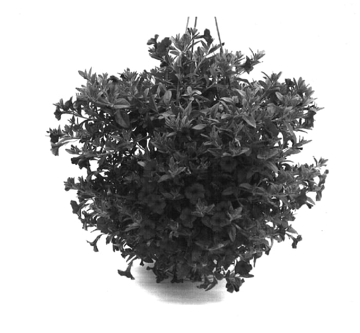 Figure 1 of US plant patent PP16063, the photograph of Dancalipet printed in the patent.