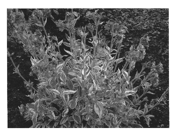 Figure 1 of US plant patent PP16064, the photograph of Valley High printed in the patent.