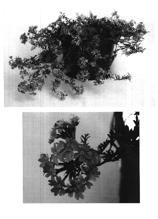 Figure 1 of US plant patent PP16065, the photograph of USBENAS4 printed in the patent.