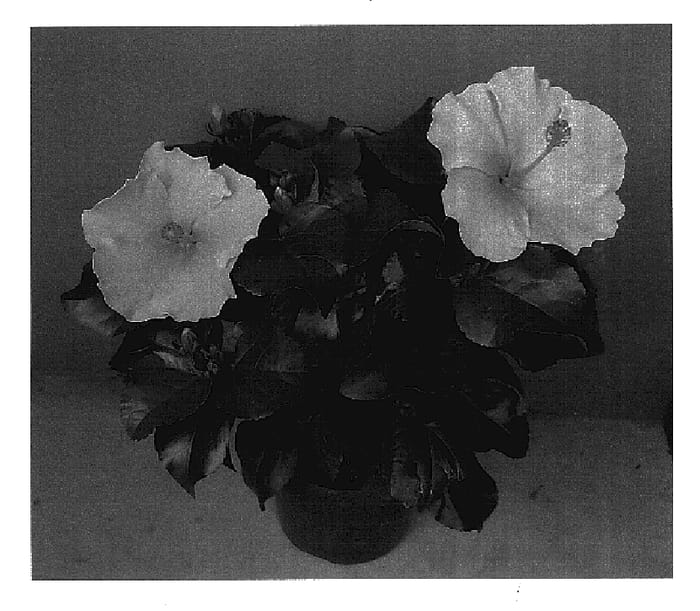 Figure 1 of US plant patent PP16066, the photograph of Cashmere Wind printed in the patent.