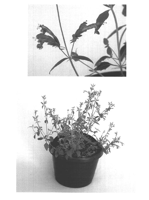 Figure 1 of US plant patent PP16067, the photograph of Kiegapur printed in the patent.