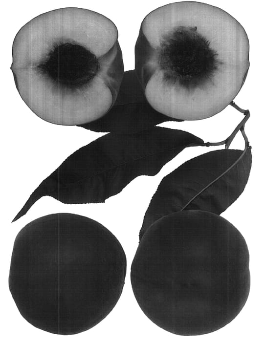 Figure 1 of US plant patent PP16068, the photograph of Sweet Henry printed in the patent.