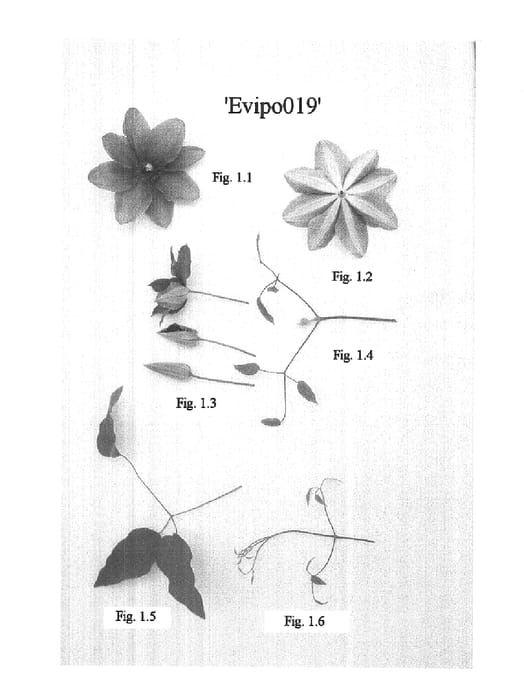 Figure 1 of US plant patent PP16069, the photograph of Evipo019 printed in the patent.
