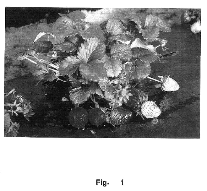 Figure 1 of US plant patent PP16070, the photograph of Driscoll Malibu printed in the patent.