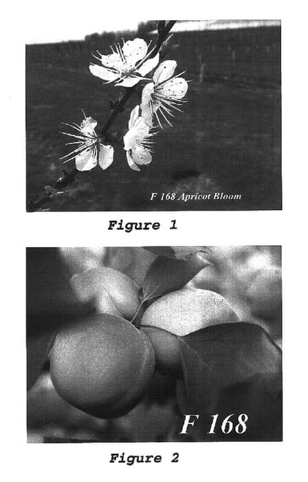Figure 1 of US plant patent PP16071, the photograph of F168 cv printed in the patent.