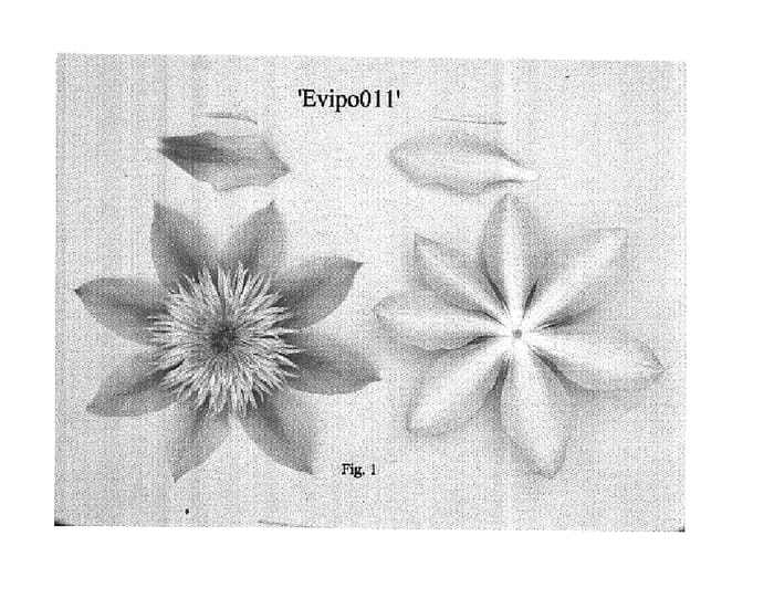 Figure 1 of US plant patent PP16072, the photograph of Evipo011 printed in the patent.