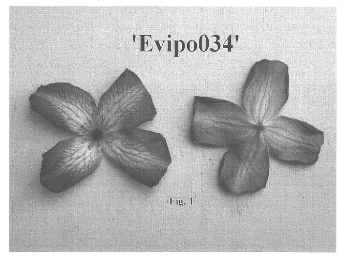 Figure 1 of US plant patent PP16073, the photograph of Evipo034 printed in the patent.