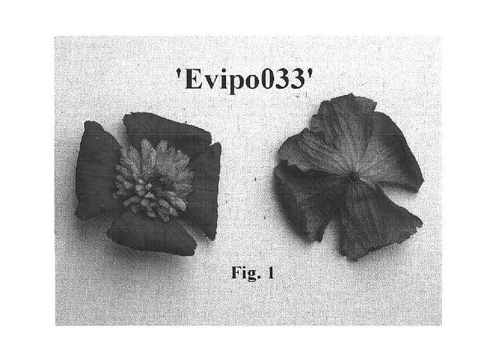 Figure 1 of US plant patent PP16074, the photograph of Evipo033 printed in the patent.