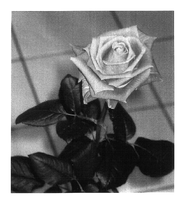 Figure 1 of US plant patent PP16075, the photograph of Schrenat printed in the patent.