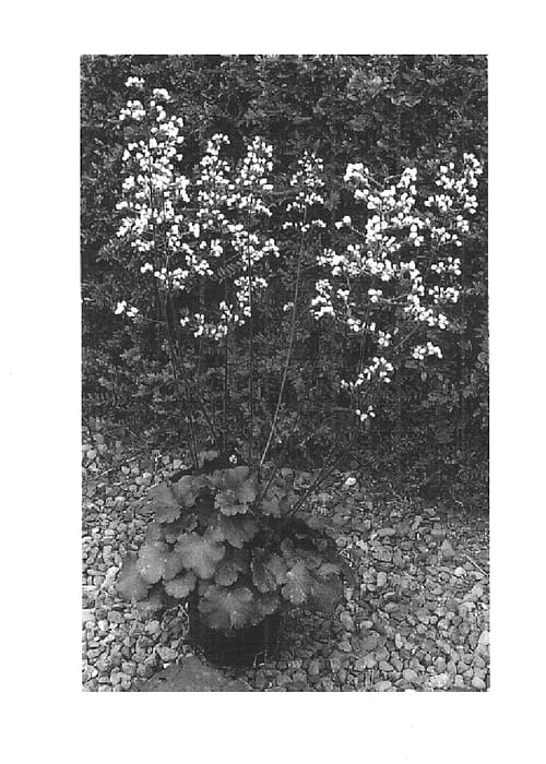 Figure 1 of US plant patent PP16076, the photograph of Starry Night printed in the patent.