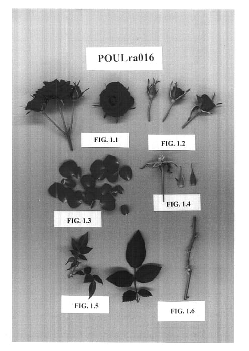 Figure 1 of US plant patent PP16077, the photograph of POULra016 printed in the patent.