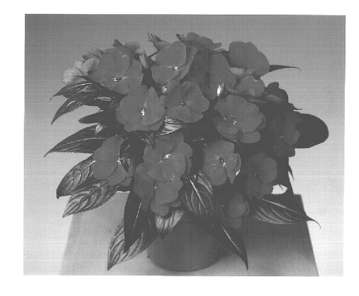 Figure 1 of US plant patent PP16078, the photograph of Fisnics Lil printed in the patent.