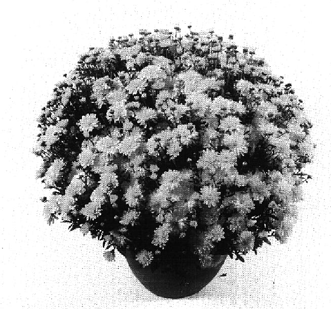 Figure 1 of US plant patent PP16079, the photograph of Nighthawk Yellow printed in the patent.