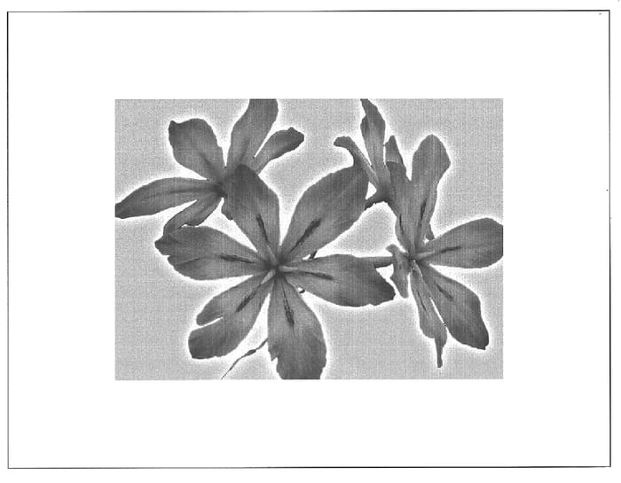 Figure 1 of US plant patent PP16080, the photograph of Paulina printed in the patent.