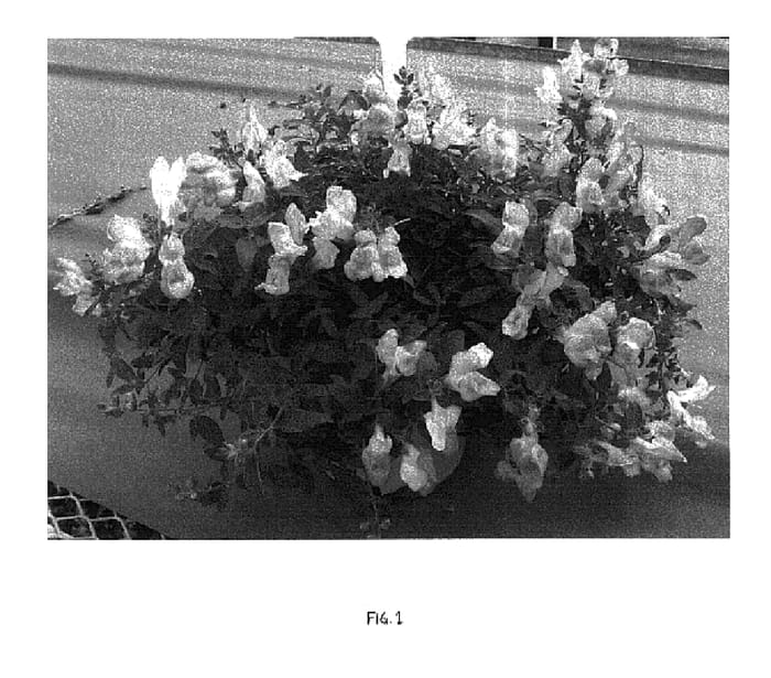 Figure 1 of US plant patent PP16081, the photograph of YACOY printed in the patent.